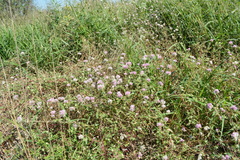 Gomphrena pulchella