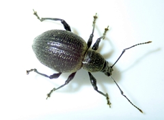 Otiorhynchus pseudonothus