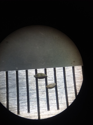 Image of Dichanthelium ensifolium by (c) Will McFarland, some rights reserved (CC BY)