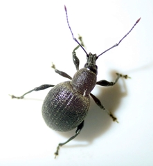 Otiorhynchus pseudonothus