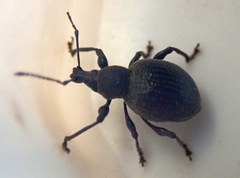 Otiorhynchus pseudonothus