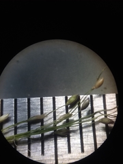 Dichanthelium ensifolium