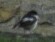 Ficedula hypoleuca