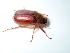 Holochelus vernus