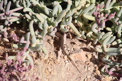 Trachylepis variegata