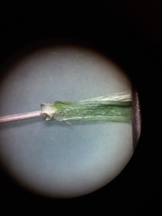 Dichanthelium ensifolium