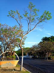 Roseodendron donnell-smithii