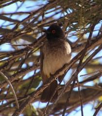 Pycnonotus nigricans