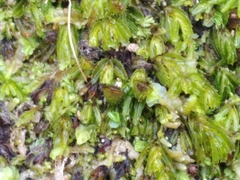 Hymenophyllum minimum