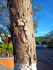 Roseodendron donnell-smithii