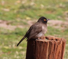 Pycnonotus nigricans