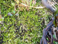 Hymenophyllum minimum