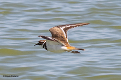 Charadrius vociferus