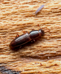 Rhizophagus dimidiatus