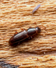 Rhizophagus dimidiatus - Photo (c) Léo-Guy de Repentigny, some rights reserved (CC BY-NC), uploaded by Léo-Guy de Repentigny