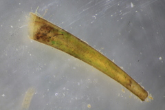 Leptocerus americanus