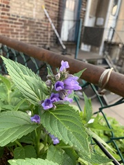 Nepeta subsessilis