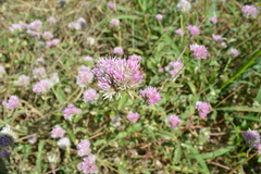 Gomphrena pulchella