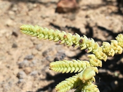 Crassula muscosa muscosa