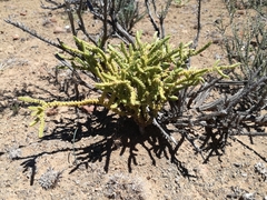 Crassula muscosa muscosa