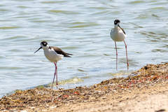 Himantopus mexicanus