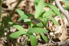 Polygonatum biflorum