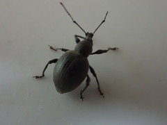 Otiorhynchus pseudonothus