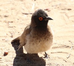 Pycnonotus nigricans