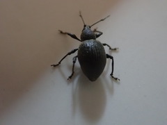 Otiorhynchus pseudonothus