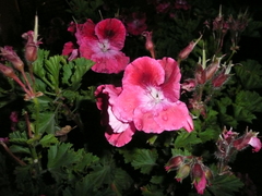 Pelargonium