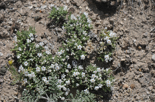 grayleaf phlox (Phlox griseola)