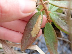 Coleophora affiliatella
