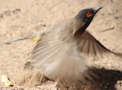 Pycnonotus nigricans