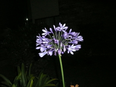 Agapanthus