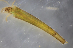 Leptocerus americanus