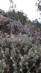 Helichrysum italicum