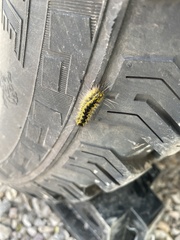 Lophocampa argentata