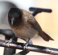 Pycnonotus nigricans