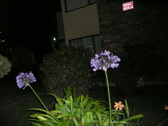 Agapanthus