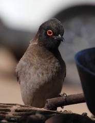 Pycnonotus nigricans