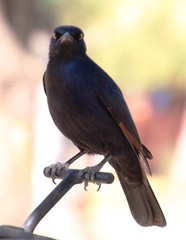 Onychognathus nabouroup