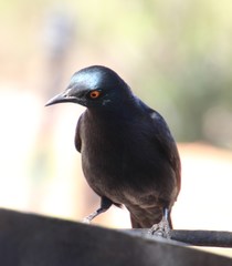 Onychognathus nabouroup