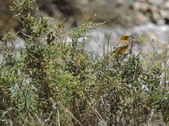 Epthianura crocea