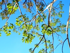 Roseodendron donnell-smithii