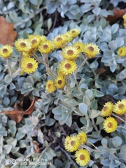 Helichrysum argyrophyllum