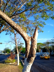 Roseodendron donnell-smithii