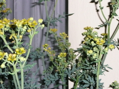 Ruta graveolens