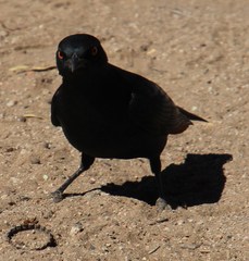 Onychognathus nabouroup