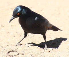 Onychognathus nabouroup