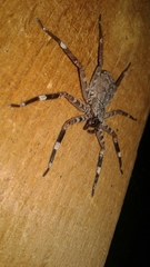 Selenops malinalxochitl